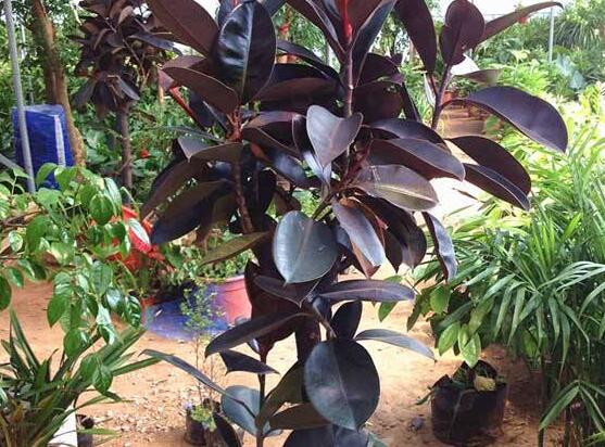 橡皮樹幾月份砍頭好，6-7月是最佳砍頭時間