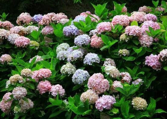 繡球花怎么過冬，教你四點養(yǎng)殖技巧便安然過冬