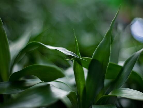 盆栽富貴竹怎么養(yǎng)，教你七個(gè)方法養(yǎng)的青翠怡人