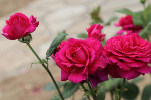 怎樣種植月季花，4步即可完成月季花的種植