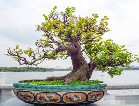 九里香盆景的養(yǎng)殖方法，做好七個基本養(yǎng)殖要點滿盆花香