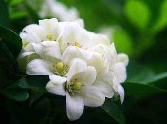 九里香花期多長時間，九里香不開花的原因