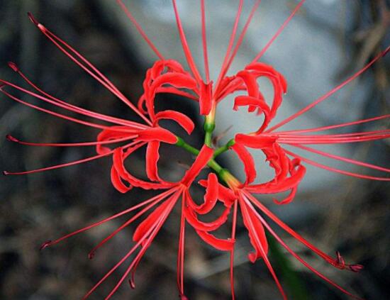 彼岸花怎么種植，老農(nóng)總結(jié)七大種植方法