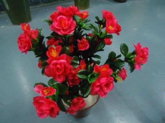 一品紅花有毒嗎，盤(pán)點(diǎn)兩種學(xué)說(shuō)爭(zhēng)議(有毒與無(wú)毒)