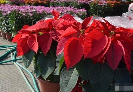 一品紅可以水培嗎，一品紅水培方法