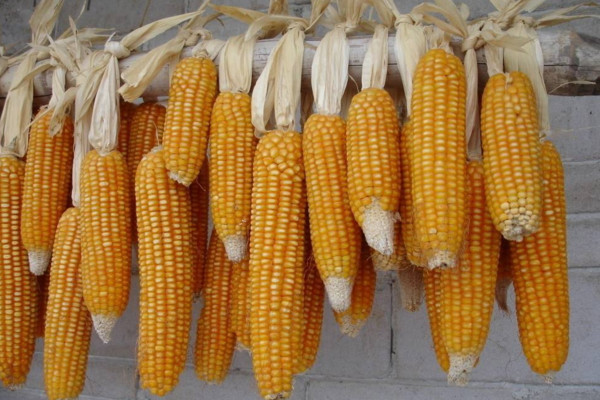 玉米靠什么傳播種子，通過風(fēng)、動(dòng)物、人進(jìn)行傳播