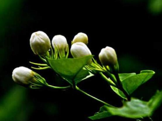 茉莉花可以水培嗎，茉莉花水培方法