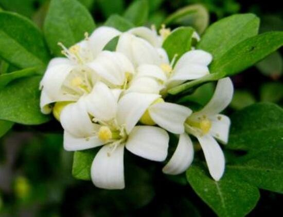 九里香葉子為什么發(fā)黃，九里香葉子發(fā)黃怎么辦