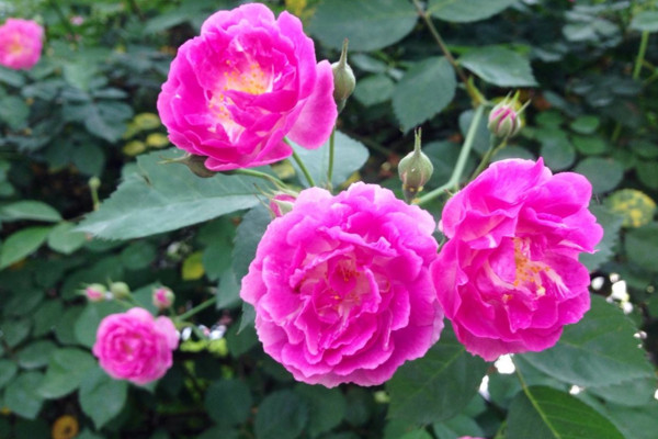 薔薇有刺和沒刺的區(qū)別