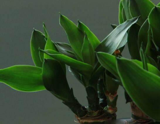 富貴竹應(yīng)該養(yǎng)幾支才合適，盤(pán)點(diǎn)最合適的五種養(yǎng)支數(shù)(1/2/6/8/9)