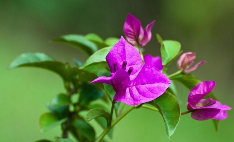 三角梅一年開幾次花，養(yǎng)護(hù)得當(dāng)整年開花