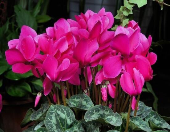 仙客來(lái)休眠多長(zhǎng)時(shí)間，不同環(huán)境不同休眠期(夏季)