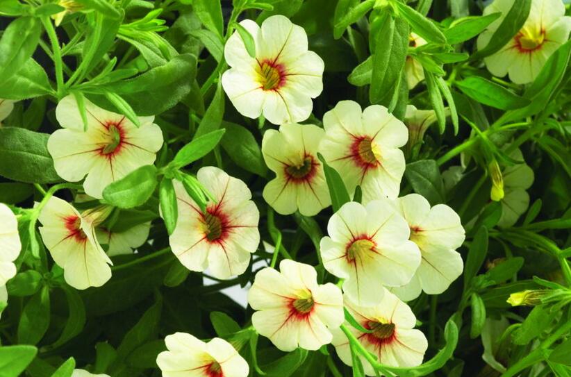 天竺葵的扦插方法，合理的選擇插條最重要