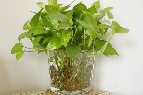 水培綠蘿為什么黃葉子，與水質(zhì)、溫度、施肥、光照有關