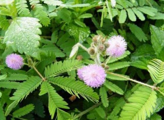 含羞草品種，盤點(diǎn)含羞草四大品種