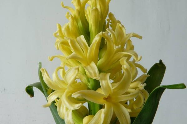 風信子代表什么含義，風信子的寓意/重生的愛