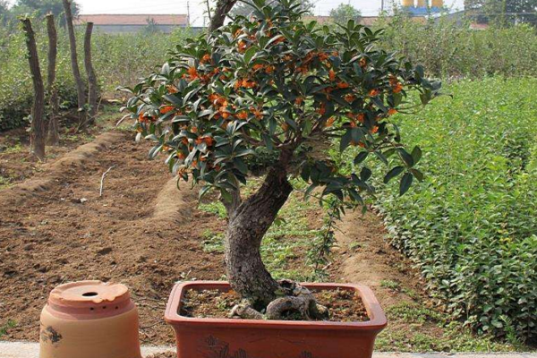 盆栽桂花樹種植技術(shù)，種植最佳時期在每年的春季