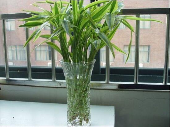 富貴竹施肥用什么肥料，富貴竹施什么肥好