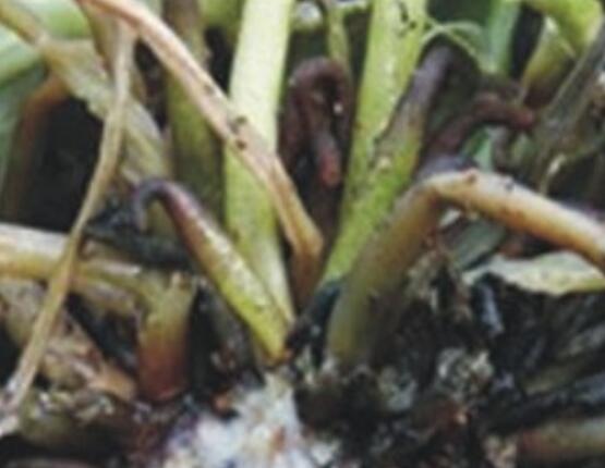 仙客來軟腐病怎么辦，除掉腐爛部位/及時(shí)噴施藥物治療