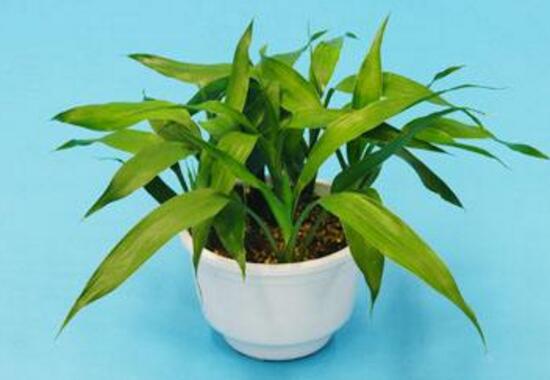 富貴竹怎么養(yǎng)才能更旺盛，富貴竹的養(yǎng)殖方法