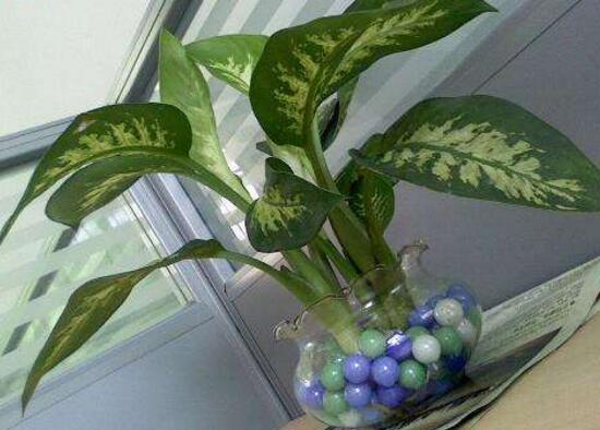 萬年青可以水養(yǎng)嗎，水培萬年青的養(yǎng)殖方法和注意事項(xiàng)