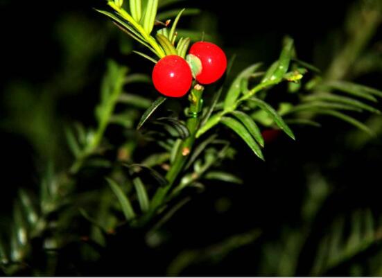 紅豆杉泡水喝的功效，防癌抗癌、增強(qiáng)免疫力、消炎抑菌