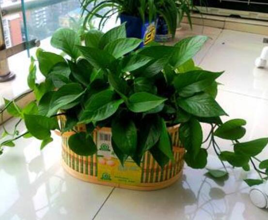 綠蘿作用有哪些，美化環(huán)境、凈化空氣、招財生旺