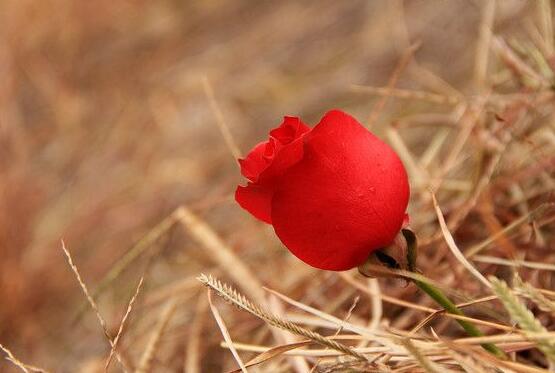 玫瑰花葉子發(fā)黃怎么辦，玫瑰花葉子發(fā)黃解決辦法