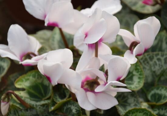 仙客來休眠期用澆水嗎，仙客來休眠期圖片