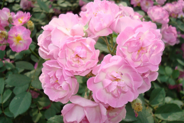 黃薔薇花語(yǔ)是什么，象征著永恒的微笑