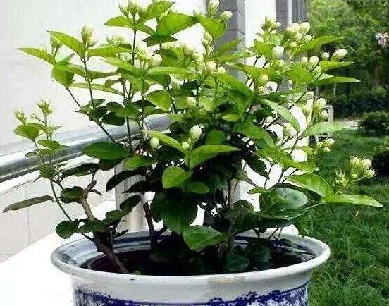 茉莉花種植方法，擇生長(zhǎng)健康當(dāng)年生種子/疏松透氣土壤