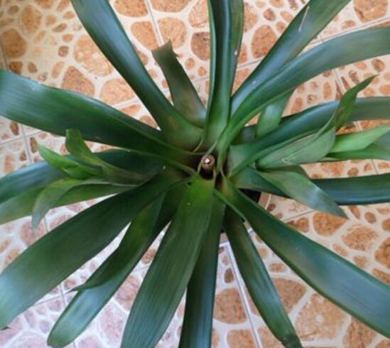 鴻運(yùn)當(dāng)頭為什么不開花，鴻運(yùn)當(dāng)頭不開花怎么辦