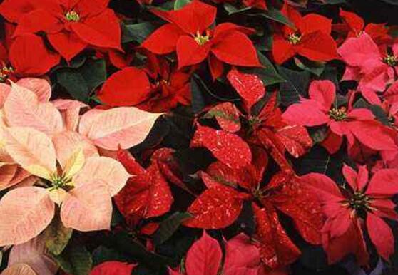 一品紅病蟲害怎么辦，一品紅病蟲害防治辦法