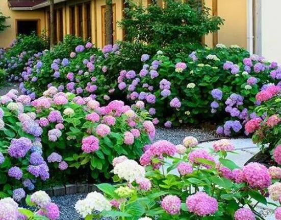 無(wú)盡夏和普通繡球的區(qū)別，教你兩種最簡(jiǎn)單區(qū)別方法(花期/外觀)