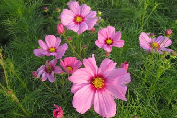 波斯菊種植方法，主要通過4步來完成