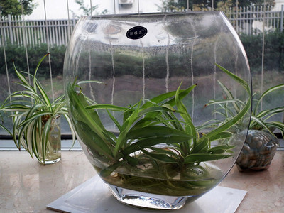 吊蘭水培技術(shù)要點(diǎn)，記住以下五點(diǎn)就夠了