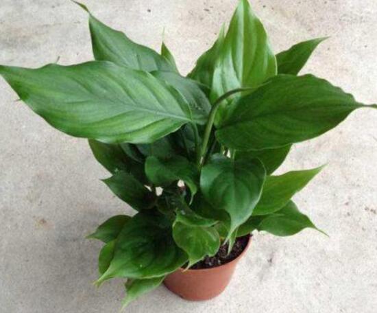 廣東萬年青怎么養(yǎng)，廣東萬年青的養(yǎng)殖方法和注意事項(xiàng)