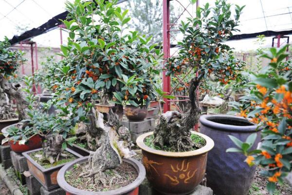 桂花修剪方法圖解，5步即可完成桂花的修剪