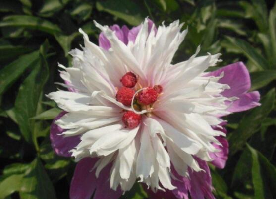 芍藥花的養(yǎng)殖方法，老農(nóng)總結最實用八大養(yǎng)殖方法