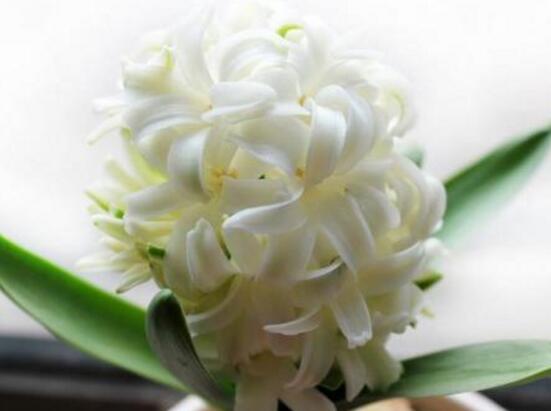 風(fēng)信子的花語，點(diǎn)燃生命之火，永遠(yuǎn)的懷念