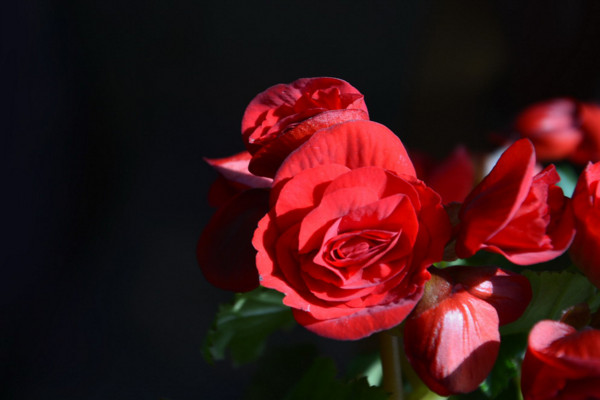 麗格海棠一棵能養(yǎng)幾年，最長三年第一年最重要