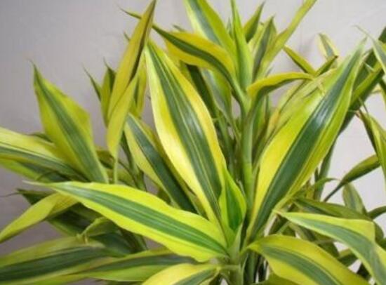 富貴竹葉子發(fā)黃怎么辦，富貴竹葉子發(fā)黃的原因
