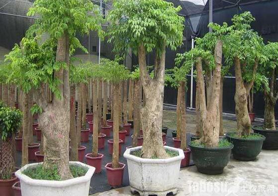 幸福樹怎么澆水，不干不澆、澆則必透的原則