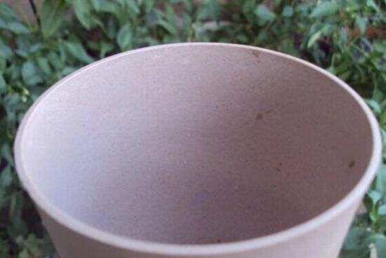 吊蘭怎么繁殖，吊蘭的扦插方法圖解