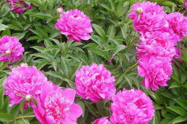 冬天芍藥花養(yǎng)護(hù)方法，芍藥花冬季養(yǎng)殖6大要點(diǎn)