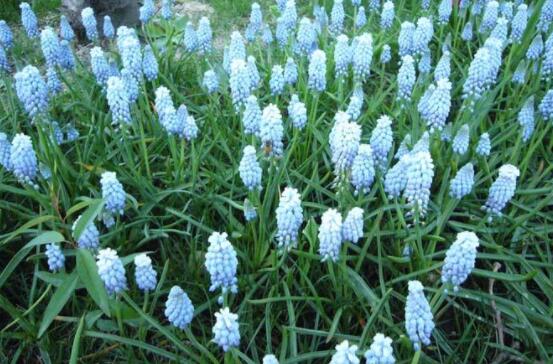 水色風(fēng)信子的養(yǎng)殖方法，老農(nóng)教你八大基本養(yǎng)殖方法