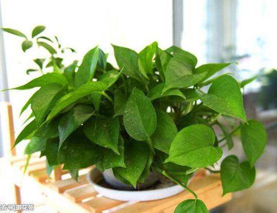 綠蘿可以用淘米水澆嗎，綠蘿用什么水澆最好