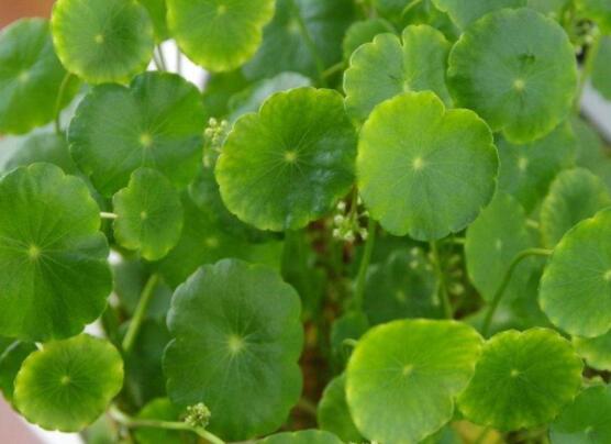 銅錢草放在臥室好嗎，寓意著家有銅錢、財(cái)源滾滾