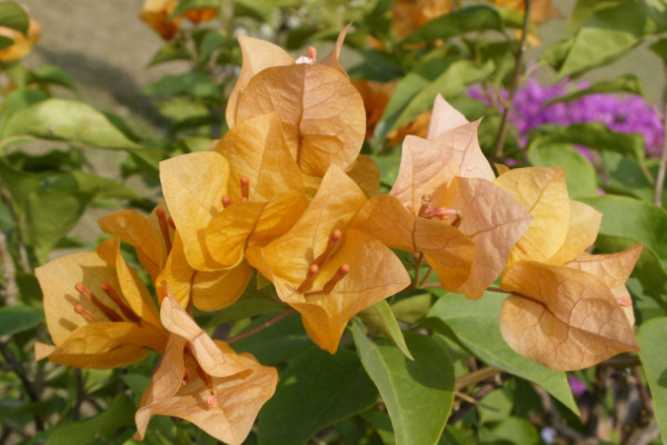 三角梅葉子發(fā)黃的原因，光照過強/澆水不當(dāng)?shù)? src="/zhiwu/d/file/p/2019/05-27/c01241239cf90bc92f34b38c69beb8cd.jpg" / data-EStr="AMo5Cl"></p>
<p data-8nbQ="dlgK6O">
	光線照射過強，是三角梅葉子發(fā)黃的原因中較為常見的一類。三角梅雖然是喜光的植物種類，但是長時間在光照下直射，或者遭受過于強烈的光線暴曬，葉片會因此被曬傷，出現(xiàn)黃葉情況，甚至慢慢干枯最后脫落。</p>
<h2 data-IoG6="TaB3bO">
	2、澆水不當(dāng)</h2>
<p data-y1zj="NDIWvh">
	<img alt=