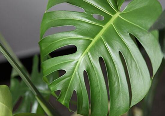 龜背竹去甲醛嗎，凈化甲醛能力值排行首位(吸毒最強(qiáng))